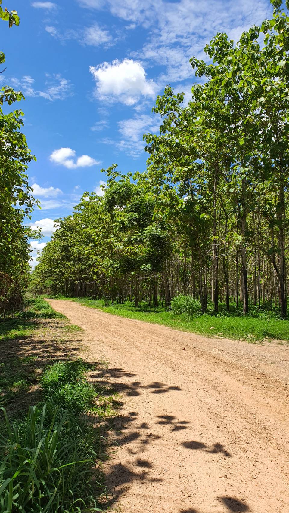 Teak forest in Northern Thailand
